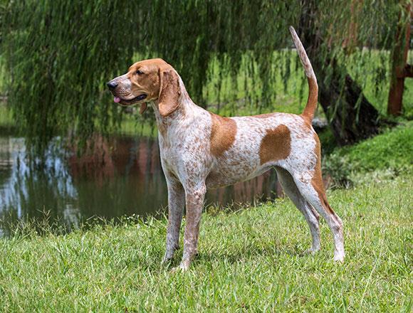 American English Coonhound dog